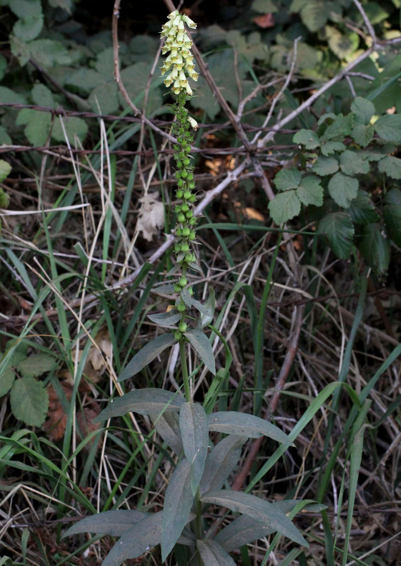 Digitalis ferruginea e  Digitalis micrantha (=D.lutea subsp. australis )